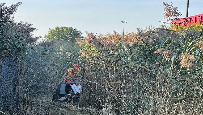 Cutting Phragmite